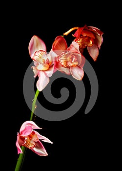 Single pink orchid