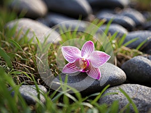 A Single Pink Orchid Blooming Amidst Stones and Grass.