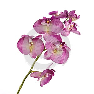 Single pink Orchid isolated on white background