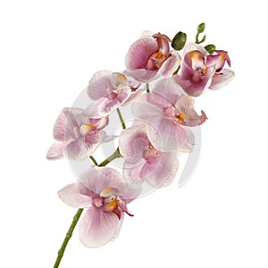 Single pink Orchid isolated on white background
