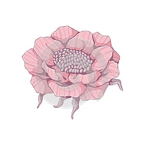 Single pink peony. Flower head isolated on white background. Hand drawn floral illustration. Botanical vector art