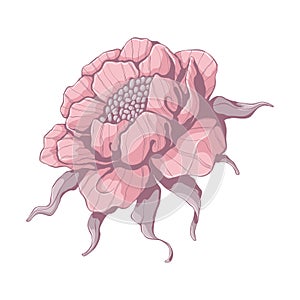 Single pink peony. Flower head isolated on white background. Hand drawn floral illustration. Botanical vector art in cartoon style
