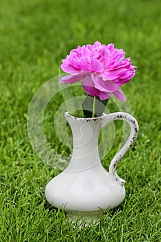 Single pink peony flower in white ceramic vase