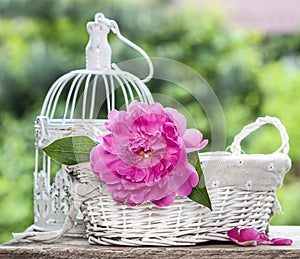 Single pink peony flower in white wicker basket