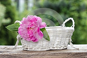 Single pink peony flower in white wicker basket