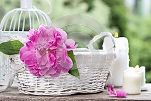 Single pink peony flower in white wicker basket