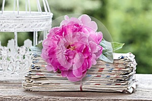 Single pink peony flower in white wicker basket