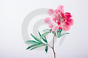 Single pink peony with green leaves on white background