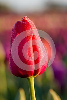 Single pink or red tulip flower