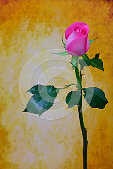 Single pink rose against soft grunge background