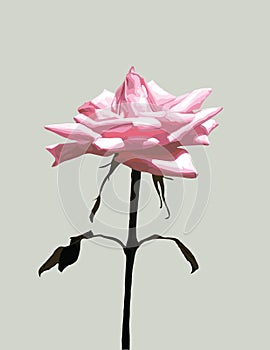 Single Pink Rose Art