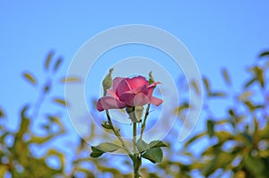 Single Pink Rose Blooming with a blue sky in the background