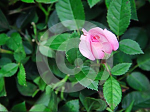 Single pink rose  bud flowers begin blooming on green leaves background in nature garden