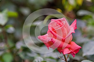 Single pink rose close up