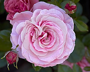 Single pink rose closeup