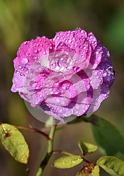 Single Pink rose covered in dew drops