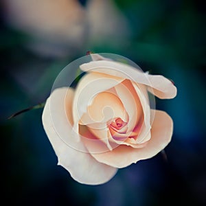 Single pink rose on a dark natural background