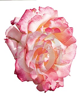 Single pink rose with fading color in each petal makes her interesting and frail.
