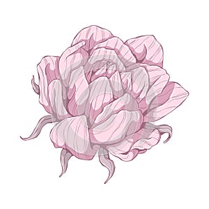 Single pink rose. Flower head isolated on white background. Hand drawn floral illustration. Botanical vector art in cartoon