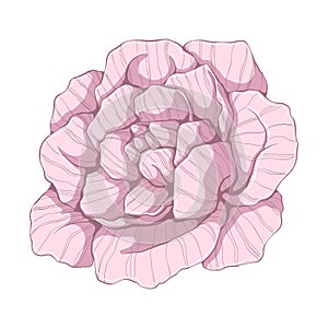 Single pink rose. Flower head isolated on white background. Hand drawn floral illustration. Botanical vector art in cartoon style