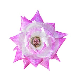 Single pink rose flower isolated