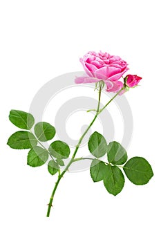 Single pink rose flower on stem with green leaves isolated on white background