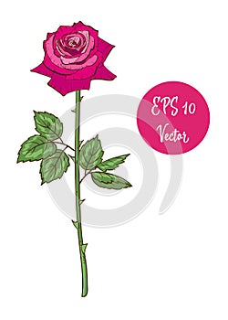 Single pink rose flower vector illustration, beautiful Valentine rose on long stem isolated on white background.