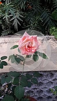 single pink rose flower wallpaper