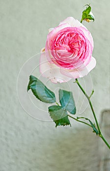 Single, pink rose, in full bloom