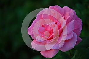 Single pink rose in a garden by a beautiful bokeh