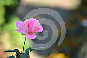 Single pink rose in a garden isolated by a beautiful bokeh