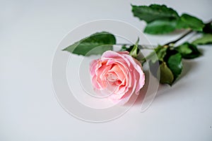 Single pink rose isolated on white background