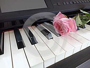 Single pink rose on keyboard. Beautiful pink rose on black and white piano keys