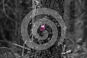 A single pink rose, picked out in  colour, left on a tree