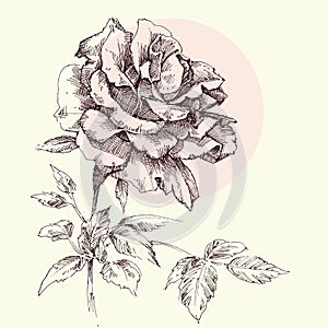 Single pink rose retro greeting card