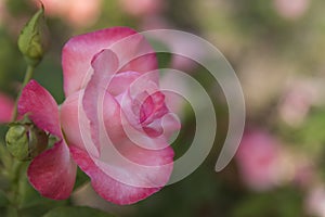 Single Pink Rose