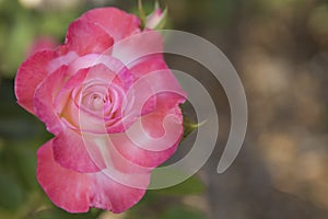 Single Pink Rose