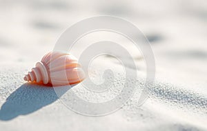 Single Pink Shell on White Sand