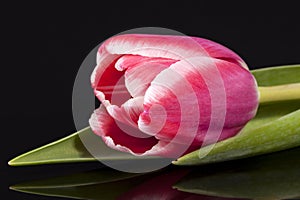 Single pink spring flower of tulip on black background