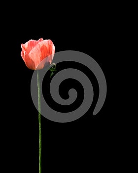 A Single Pink Tulip