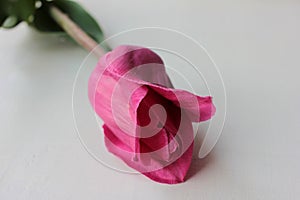 Single pink tulip on a white wooden background with copy space