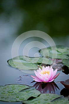 Single Pink Water Lily