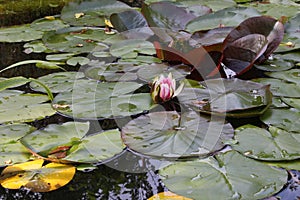 Background image of a pond surface with a Lily Bud in sunlight.