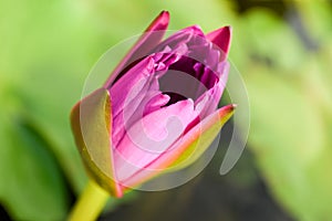 Single pink water lily (nymphaeaceae) with green lily pad background
