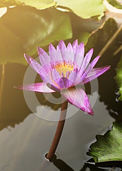 Single pink water lily with sun lights backgrounds