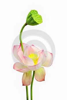 Single pink water lotus flower isolated on white background