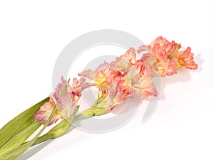 Single pink and white gladiola stem