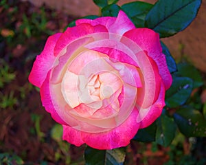 Single pink white rose closeup