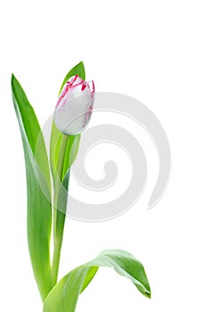 Single pink and white Triumph Playgirl tulip