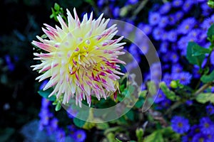 A single pink and yellow dahlia blooming in the garden.